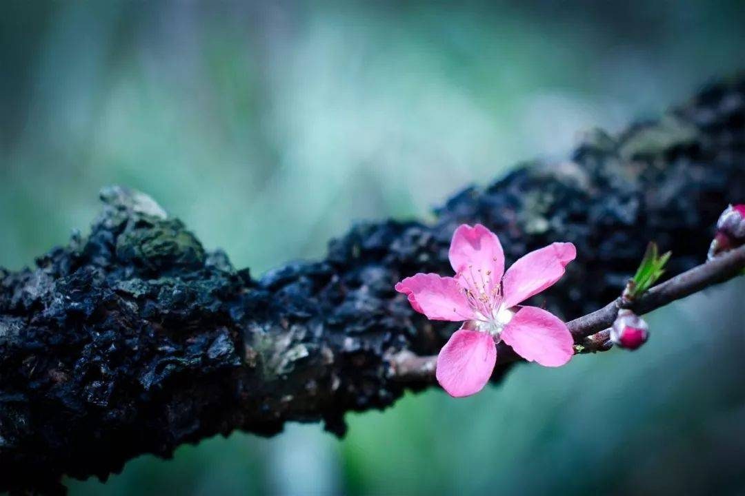 摄影技巧：春天最全拍照攻略，照着拍就行了！-5