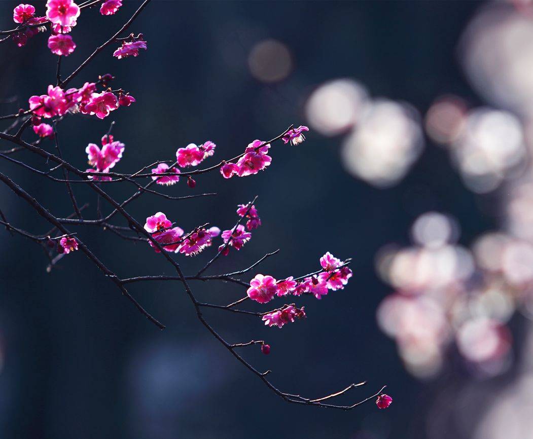 摄影技巧：春天最全拍照攻略，照着拍就行了！-10