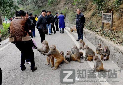野生猕猴被骂上热搜，“猴”设崩塌，网友：没想到它还有两副面孔-5