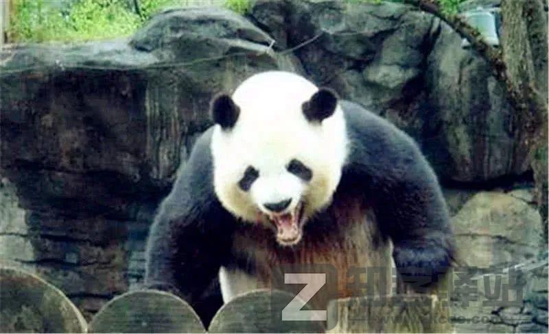 野生猕猴被骂上热搜，“猴”设崩塌，网友：没想到它还有两副面孔-6