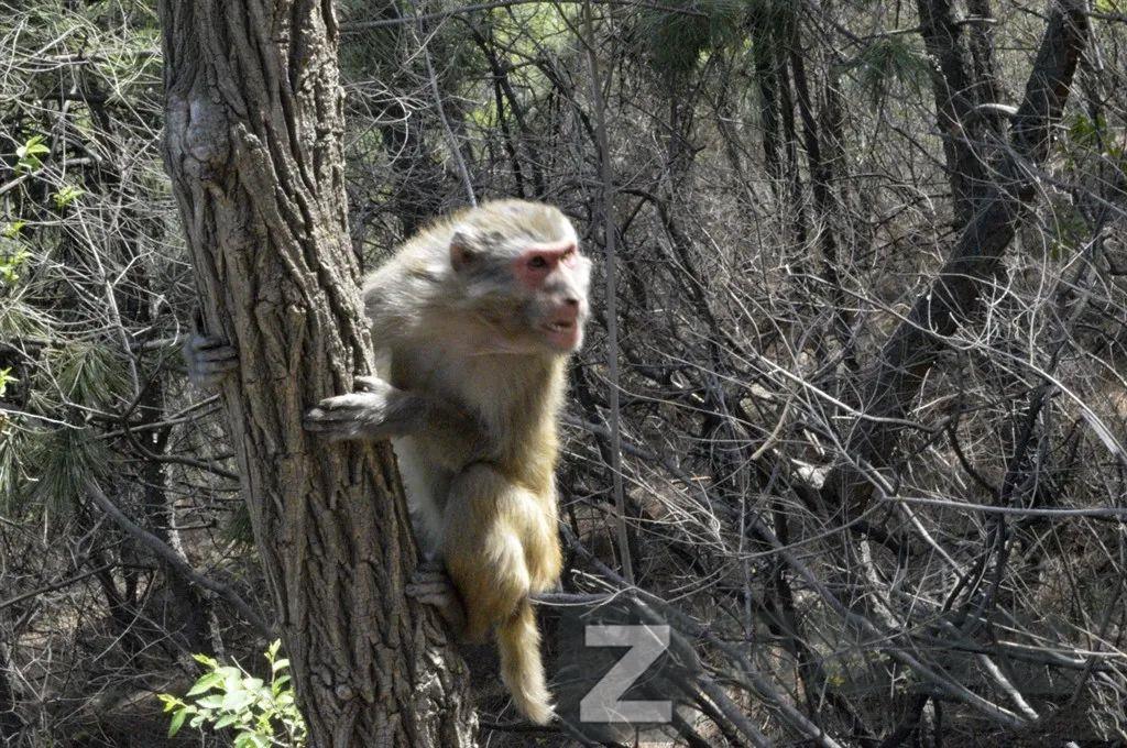 野生猕猴被骂上热搜，“猴”设崩塌，网友：没想到它还有两副面孔-2