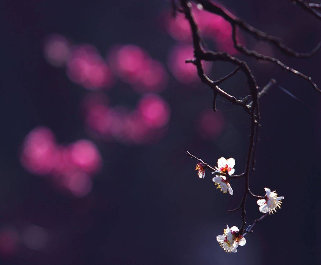 摄影技巧：春天最全拍照攻略，照着拍就行了！-9