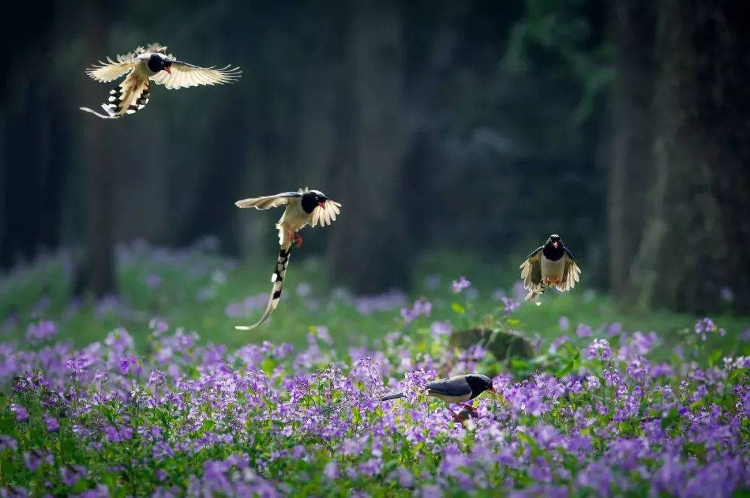 摄影技巧：春天最全拍照攻略，照着拍就行了！-13