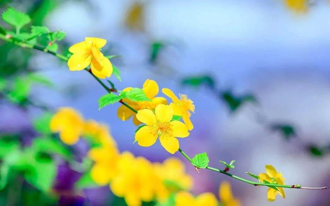 摄影技巧：春天最全拍照攻略，照着拍就行了！-3