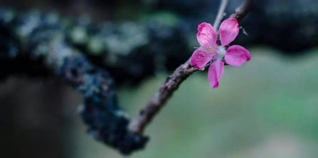 摄影技巧：春天最全拍照攻略，照着拍就行了！-6