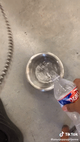 美女扮狗癖,年入600万,太恶臭了!-3 美女扮狗癖,年入600万,太恶臭了!-3