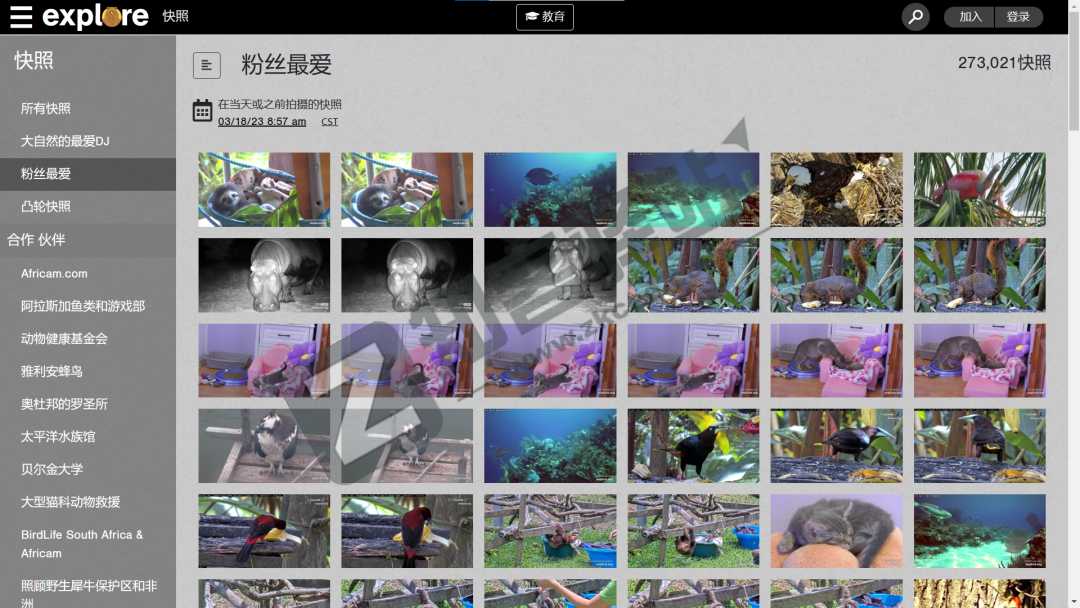 全球各地动物直播-2