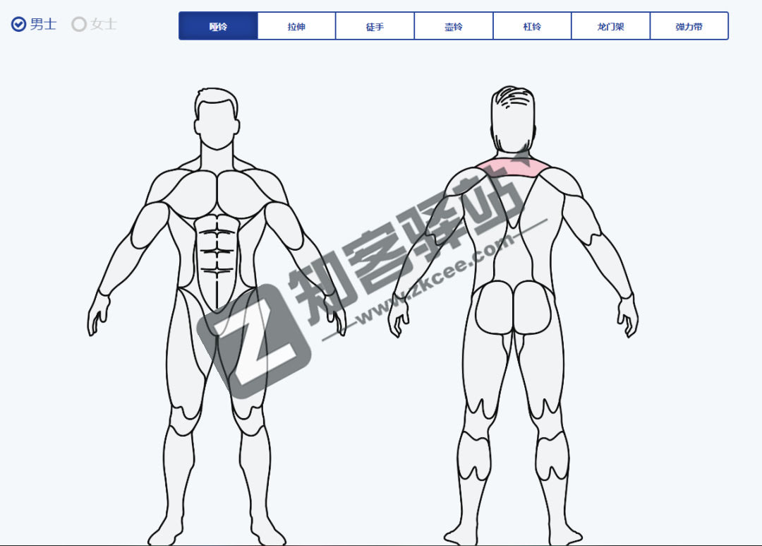 musclewiki ，健身指南，科学健身，塑造完美身材。